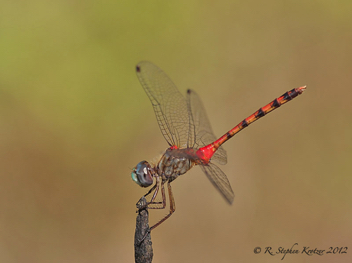 Sympetrum ambiguum, male